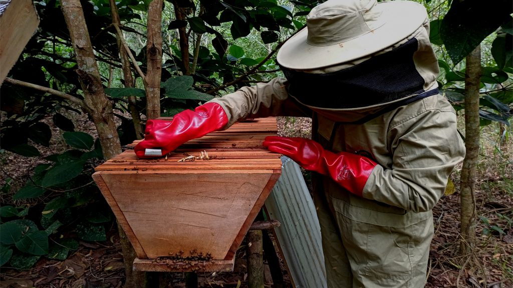 LIGNE yangambi ruche ecole copy copy 1024x576 Lutte contre la déforestation au cœur du Bassin du Congo. Paysage de Yangambi, poumon du monde en réanimation.