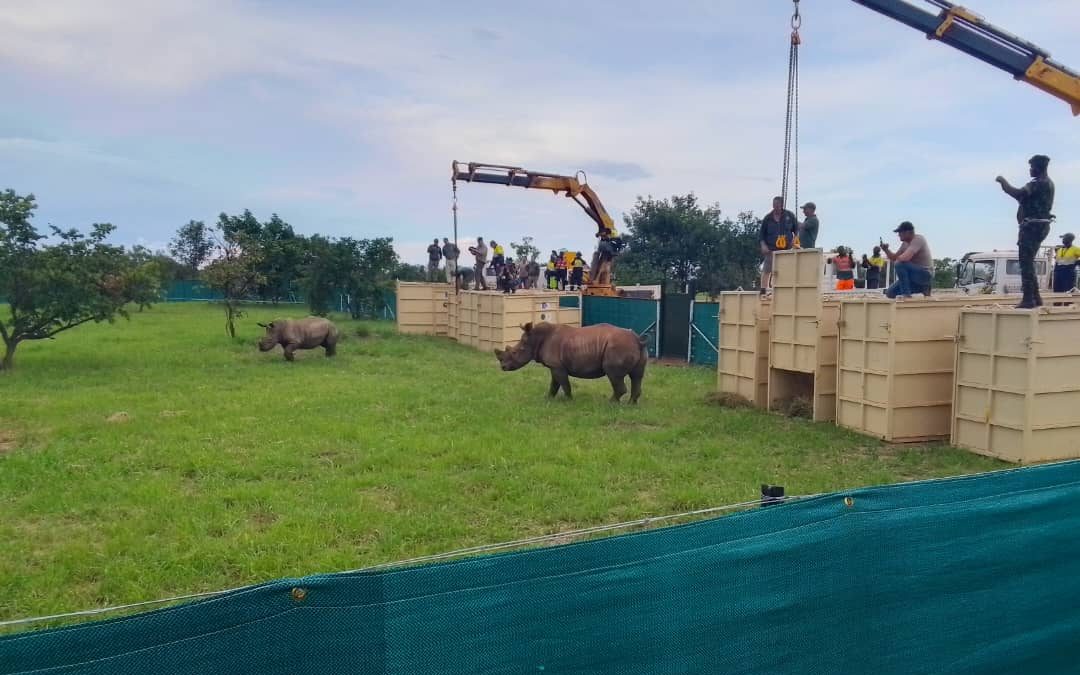 IMG 20230606 WA0124 edited Barrick Gold Corporation remet seize rhinocéros au parc national de la Garamba.